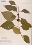 000001316-thumbnail.jpg