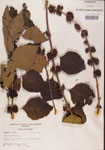 000001317-thumbnail.jpg