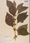 000001318-thumbnail.jpg