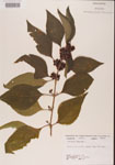 000001322-thumbnail.jpg