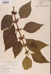 000001323-thumbnail.jpg