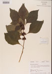 000001325-thumbnail.jpg
