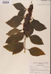 000001326-thumbnail.jpg