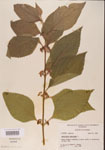 000001328-thumbnail.jpg