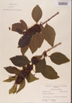 000001329-thumbnail.jpg