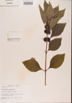 000001330-thumbnail.jpg