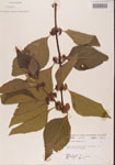 000001331-thumbnail.jpg