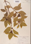 000001332-thumbnail.jpg