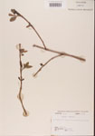 000001333-thumbnail.jpg