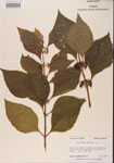 000001335-thumbnail.jpg