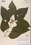 000001336-thumbnail.jpg