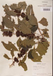 000001337-thumbnail.jpg