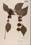 000001338-thumbnail.jpg