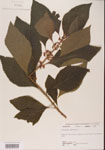 000001339-thumbnail.jpg