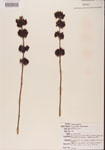 000001340-thumbnail.jpg