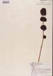 000001341-thumbnail.jpg