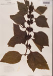 000001342-thumbnail.jpg
