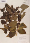 000001345-thumbnail.jpg