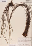 000001362-thumbnail.jpg