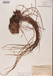 000001365-thumbnail.jpg