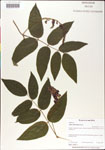 000001407-thumbnail.jpg