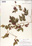 000001408-thumbnail.jpg