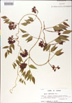 000001409-thumbnail.jpg