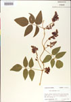 000001410-thumbnail.jpg