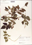 000001411-thumbnail.jpg
