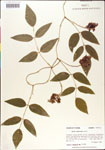 000001412-thumbnail.jpg