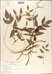 000001414-thumbnail.jpg