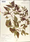 000001415-thumbnail.jpg