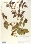 000001417-thumbnail.jpg
