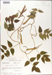 000001418-thumbnail.jpg