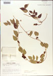 000001419-thumbnail.jpg