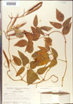 000001420-thumbnail.jpg
