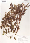 000001421-thumbnail.jpg