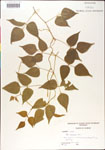 000001422-thumbnail.jpg