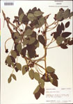000001423-thumbnail.jpg