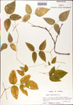 000001424-thumbnail.jpg