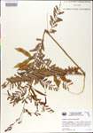 000001425-thumbnail.jpg
