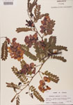 000001429-thumbnail.jpg