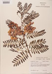 000001432-thumbnail.jpg