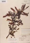 000001433-thumbnail.jpg