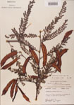 000001439-thumbnail.jpg