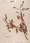 000001441-thumbnail.jpg