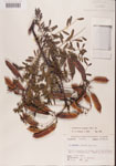 000001445-thumbnail.jpg