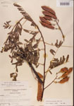 000001446-thumbnail.jpg