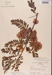 000001452-thumbnail.jpg