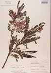 000001455-thumbnail.jpg